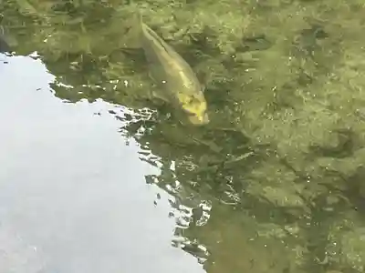 吾平山上陵の動物