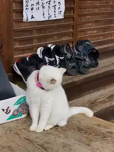 梅宮大社の動物