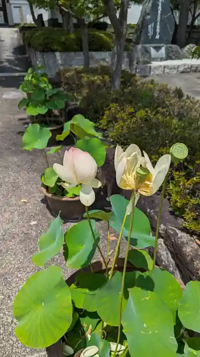 華臺寺(京都府)