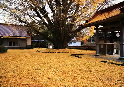 浄善寺の自然