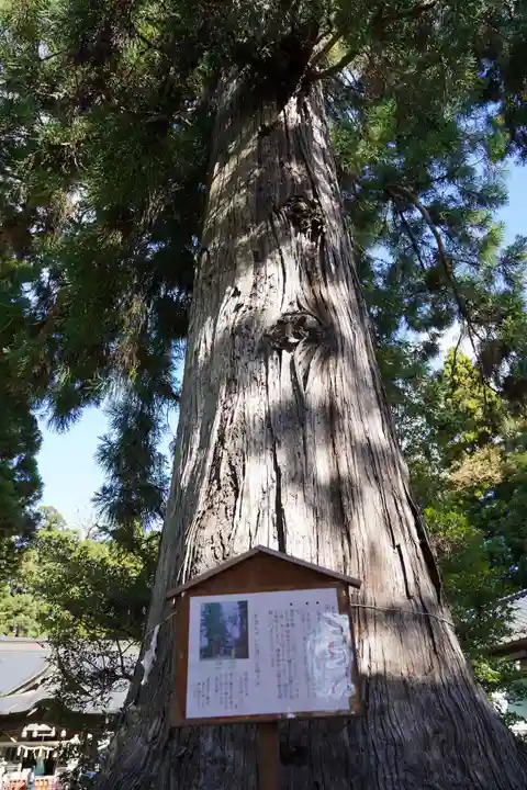 涼ケ岡八幡神社の自然