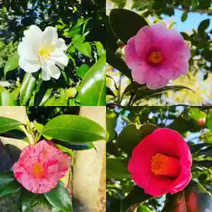 橘神社の自然(2021年02月12日(金) 12時32分37秒投稿)