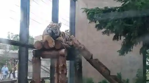 旭川神社の動物