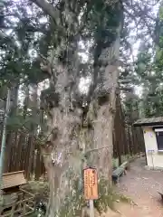 黒森神社の自然