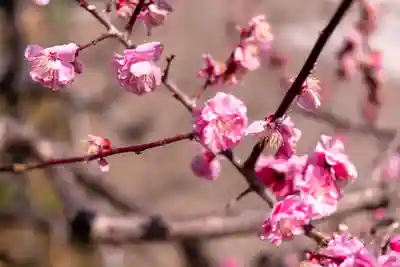 北野天満宮(京都府)