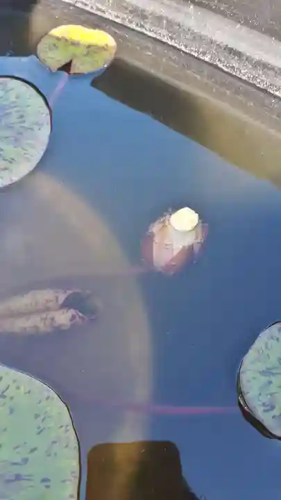 極楽山 浄土寺の自然