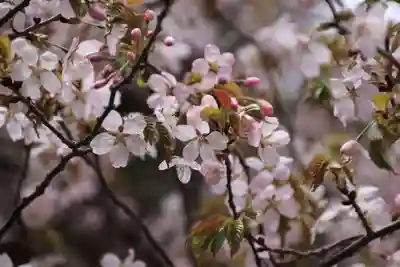赤津稲荷神社の自然