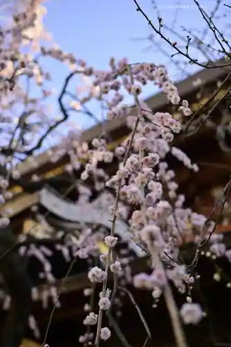 湯島天満宮(東京都)