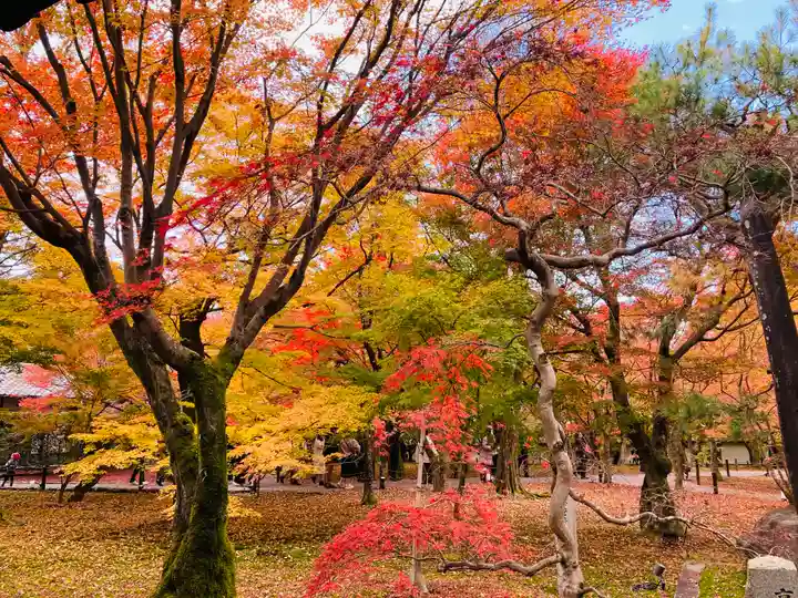 東福禅寺(東福寺)の自然