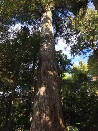 天鷹神社の自然