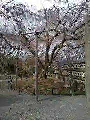 大石神社の自然