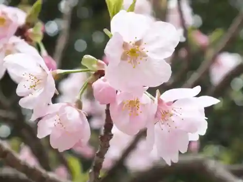 近江神宮の自然