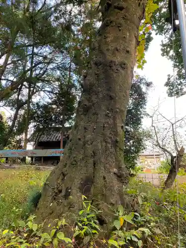 佐志能神社の自然