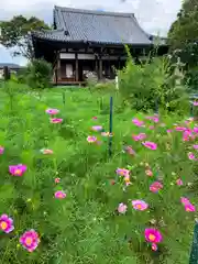 般若寺 ❁﻿コスモス寺❁(奈良県)