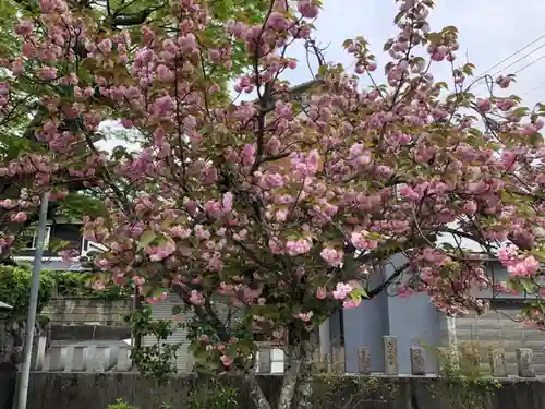 素戔嗚神社(大神神社境外末社)の自然