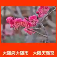 大阪天満宮の自然