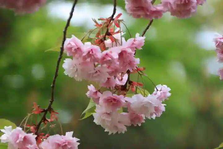 開成山大神宮の自然