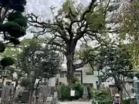 大雄寺(東京都)