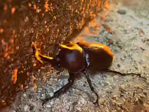 滑川神社 - 仕事と子どもの守り神の動物(2021年07月20日(火) 10時36分25秒投稿)