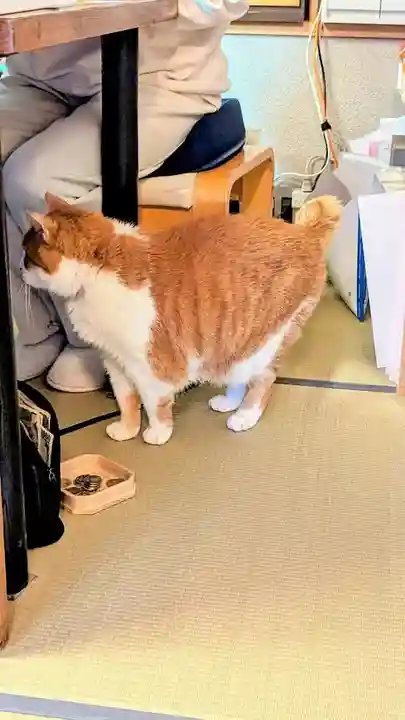 五十稲荷神社(栄寿稲荷神社)の動物