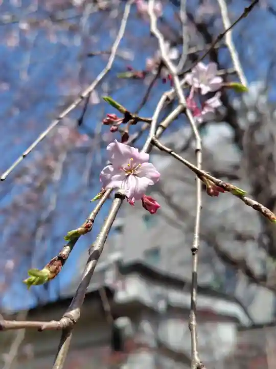 品川寺(東京都)