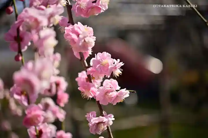 亀戸天神社の自然