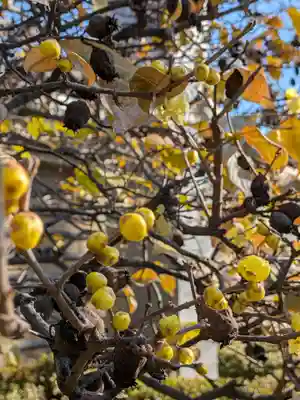 福蔵院(東京都)