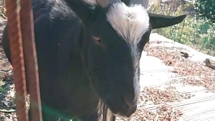 賀茂別雷神社の動物