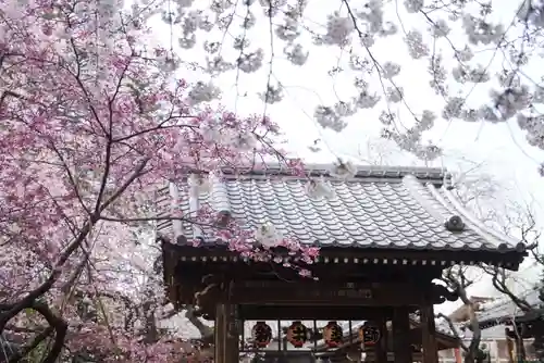 新井薬師（梅照院）の山門