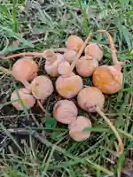 厚別神社(北海道)