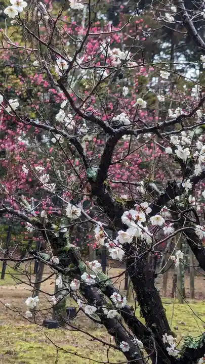 長岡天満宮(京都府)