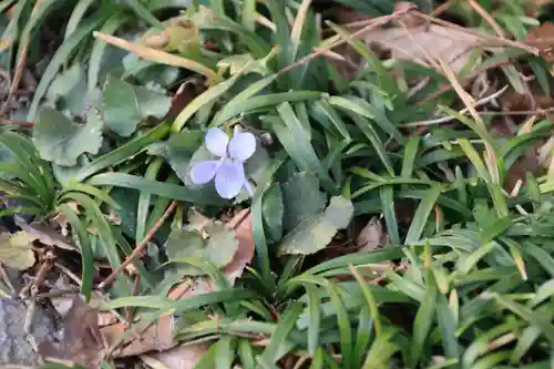 愛宕神社の自然