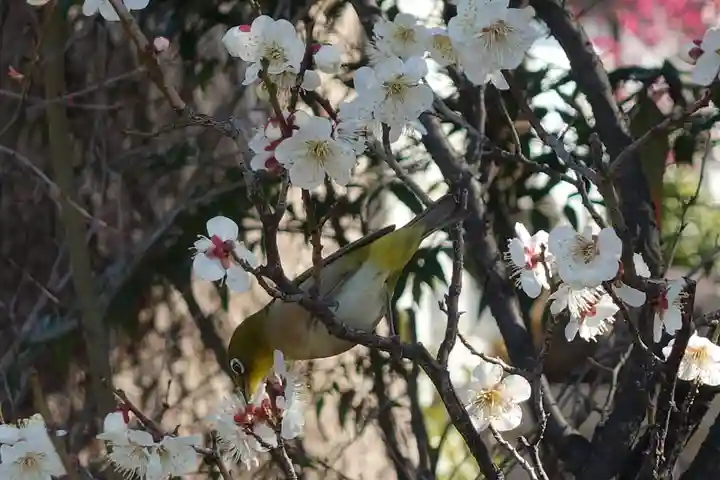 菅原天満宮(菅原神社)(奈良県)