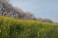 白鬚神社(岐阜県)