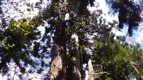 磐椅神社の自然