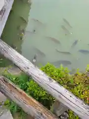 長岡天満宮の動物