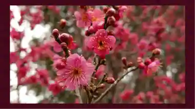 賀茂別雷神社(栃木県)
