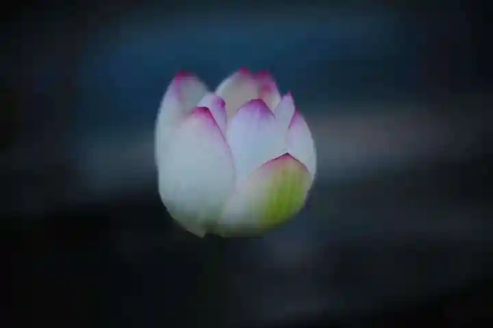 浄土寺(兵庫県)