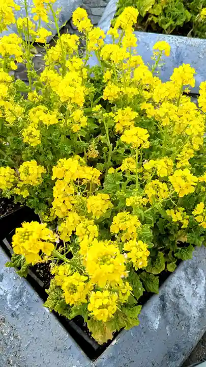 成田山新勝寺の自然