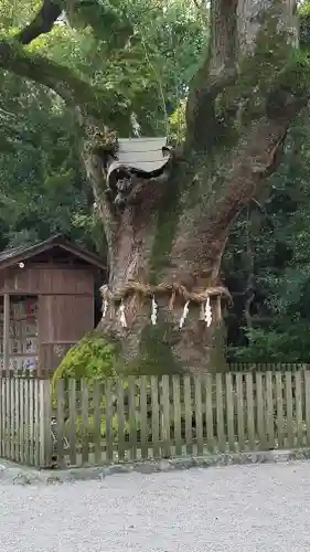 熱田神宮の自然