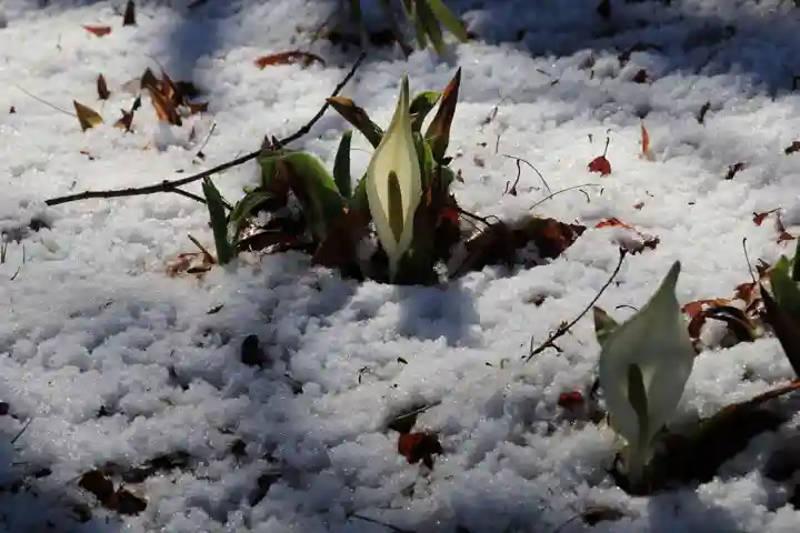 鹿島大神宮の自然