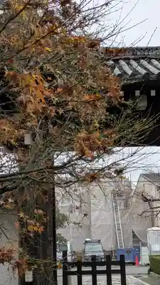妙顯寺（妙顕寺）(京都府)