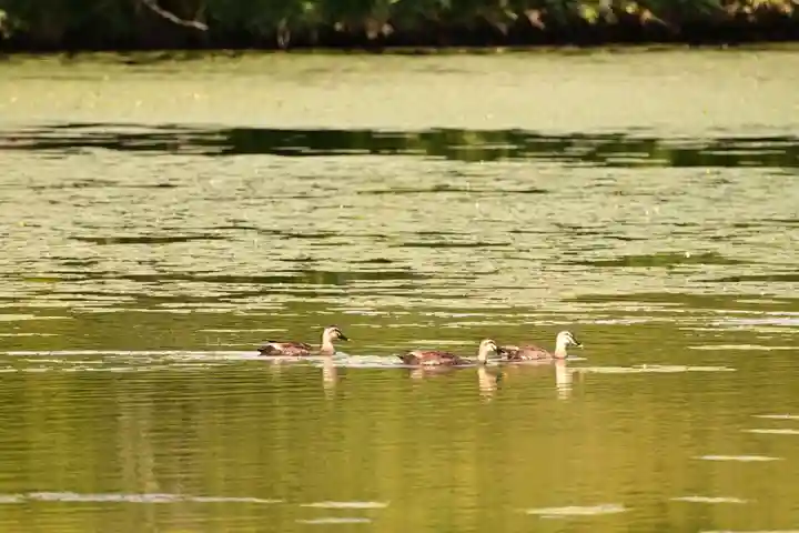大覚寺(京都府)