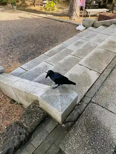 上川神社の動物