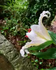 滑川神社 - 仕事と子どもの守り神の自然