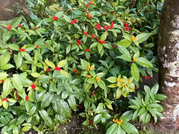 華厳寺(鈴虫寺)の自然