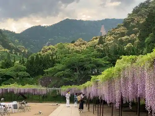 天台宗 五大山 白毫寺の自然