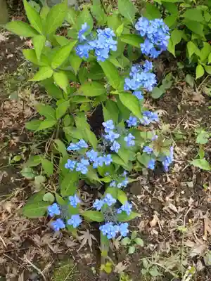 高幡不動尊　金剛寺(東京都)