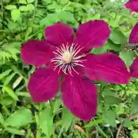 豊景神社の自然