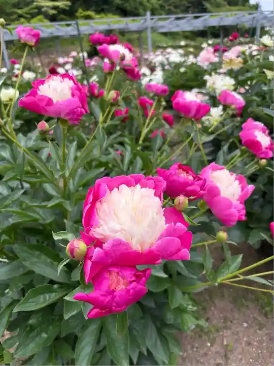 金蛇水神社(宮城県)